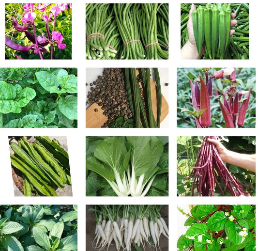 15 Packets Asian Vegetable Seeds - Bittermelon, Hyacinth Bean, Winged Bean & More - Edible Plants, Heirloom Varieties
