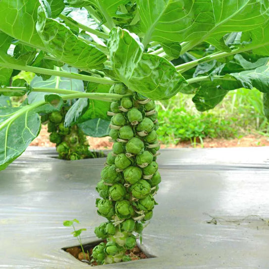 500+ Diablo Brussels Sprouts Seeds for Garden Planting - Brassica oleracea - Heirloom Vegetable Seeds - USA