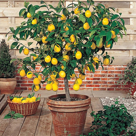 Meyer Lemon Tree - 8-14" Live Citrus Plant in 10" Pot - Citrus limon, Dwarf Variety for Home Garden