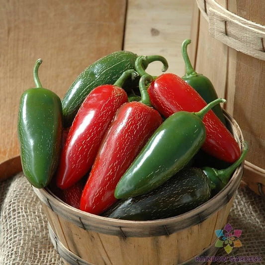 Jalapeno Hot Pepper Seeds - 25+ Pack for Garden Planting - Capsicum annuum - USA Grown, Free Shipping