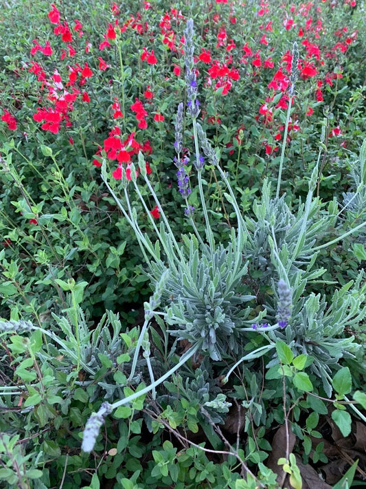 Butterfly Bush Combo Set - Organic Live Lavender & Red Autumn Sage Cuttings - Buddleja & Salvia greggii