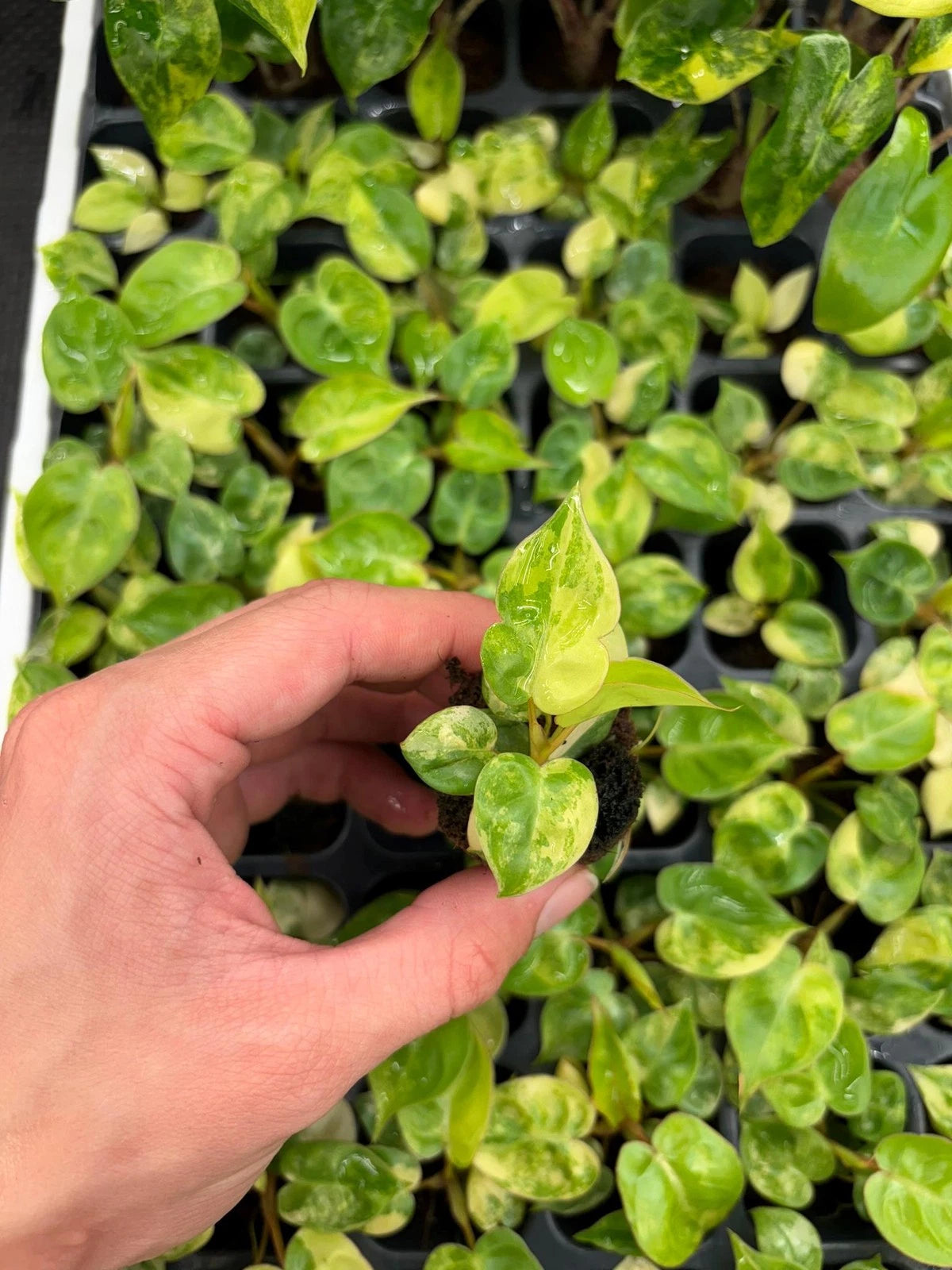 Philodendron Billietiae Variegated Starter Plug | Rare Indoor Plant | Unique Color Variation | Tropical Houseplant