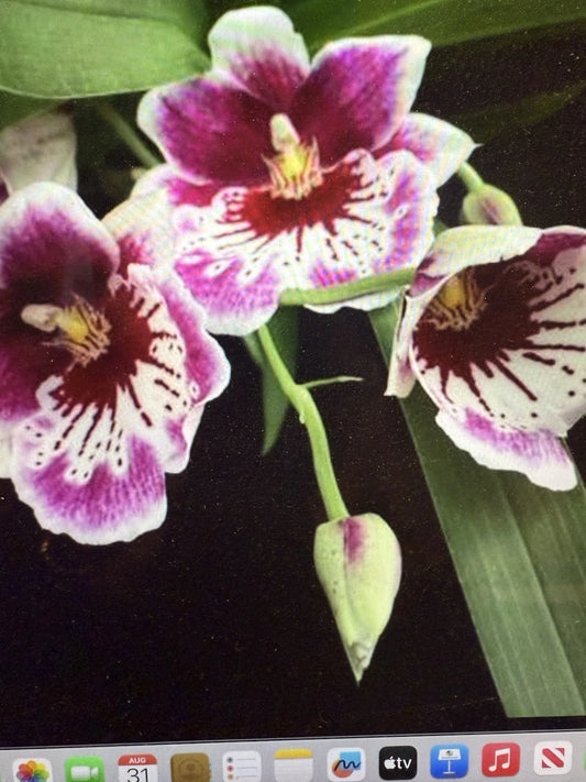 Miltonia Orchid Plant - Martin Oranstei - One Rooted Bulb - Bare Root - Shirley