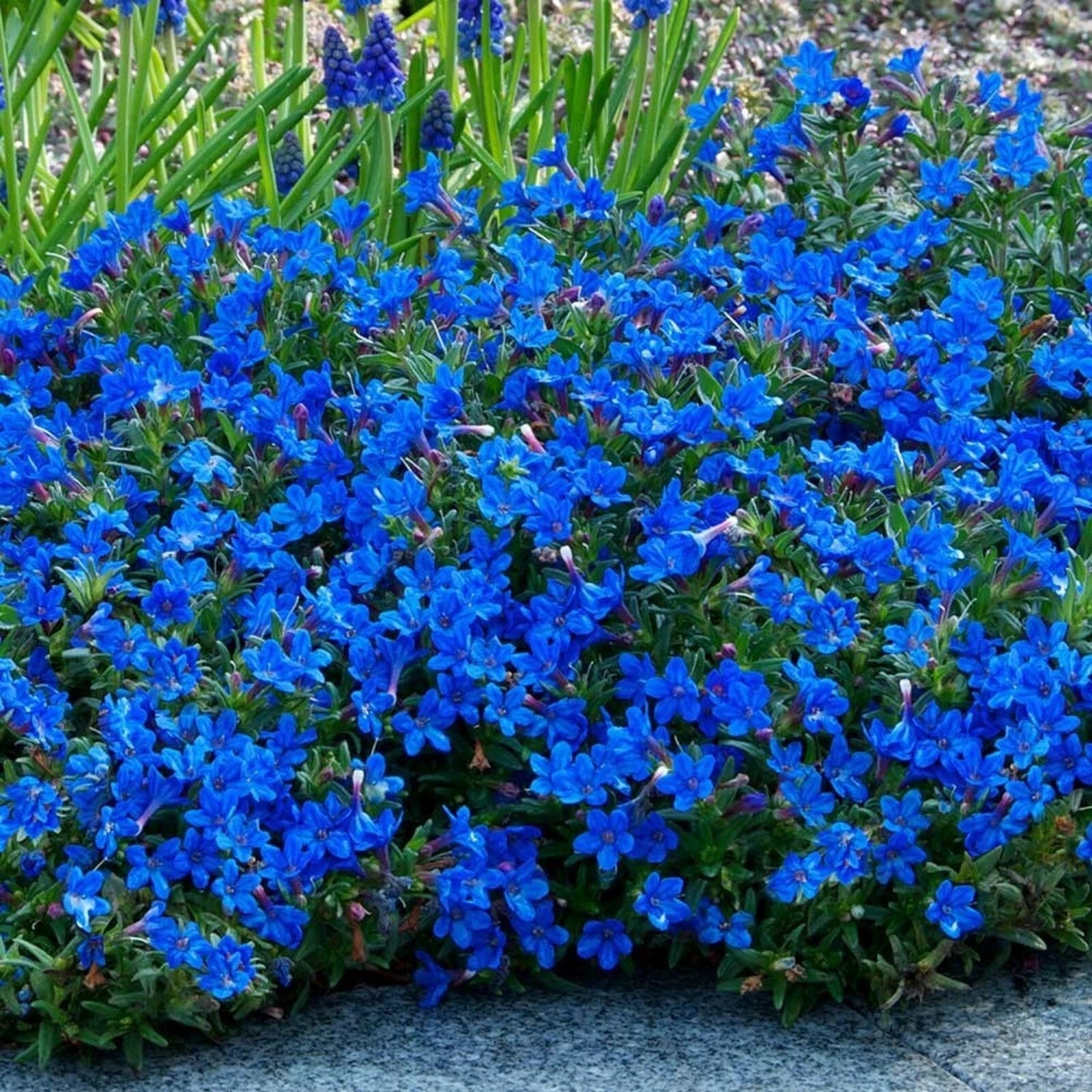 25 Alyssum Seeds - Bright Blue Carpet Flower - Sweet Flowers - Lobularia maritima - US Seller