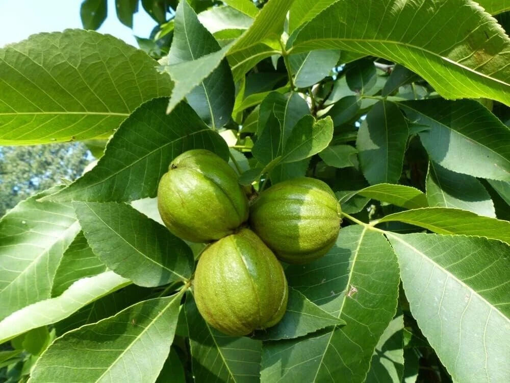 Butternut Tree Seeds for Planting - 5 Pack - Exotic Fruit Tree (Juglans cinerea)