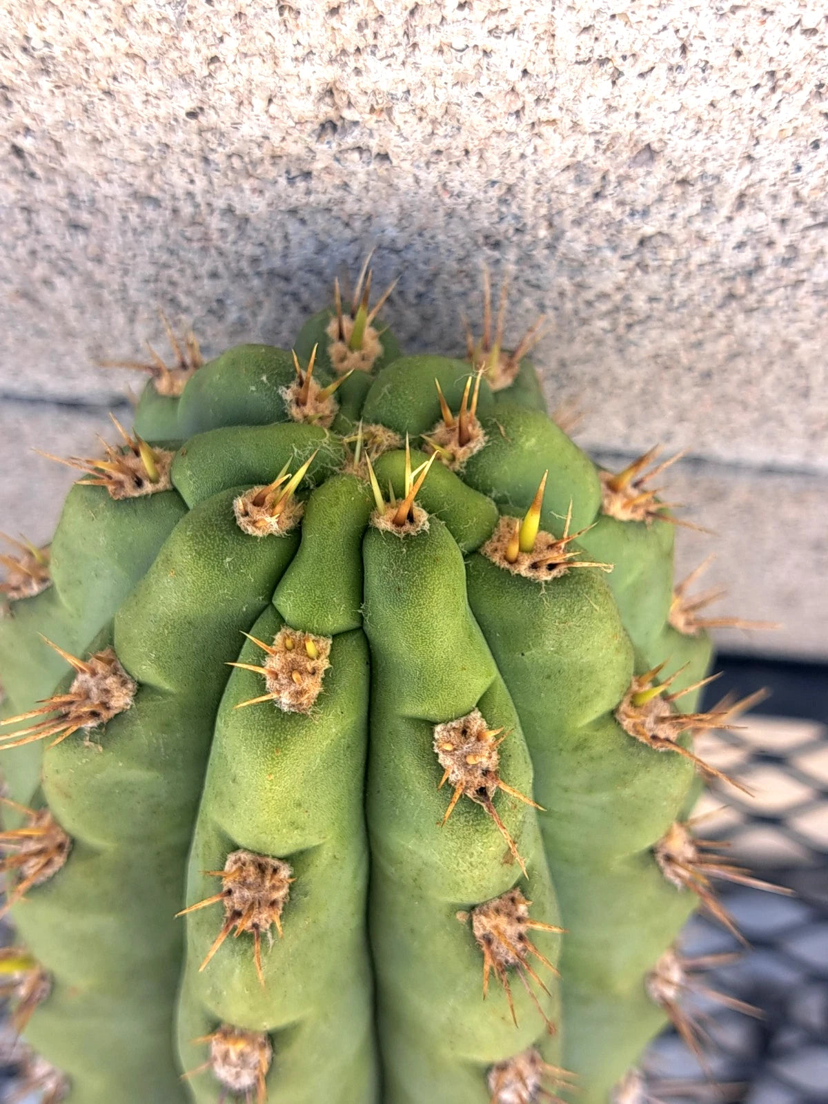 Cereus Cactus Cutting 8.5" Miscellaneous Variety - Perfect for Indoor Plant Lovers - Unique Succulent Cutting