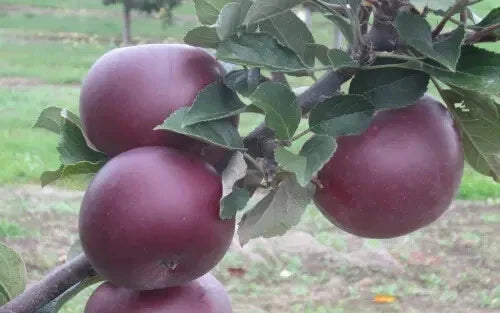 Arkansas Black Apple Seeds - 25+ Seeds for Garden Planting - Malus domestica - USA