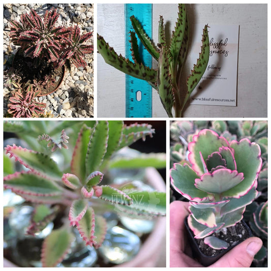 Kalanchoe Lavender Scallop Succulent Cut 4"-6" Bryophyllum Flapjack FangFelt Plant