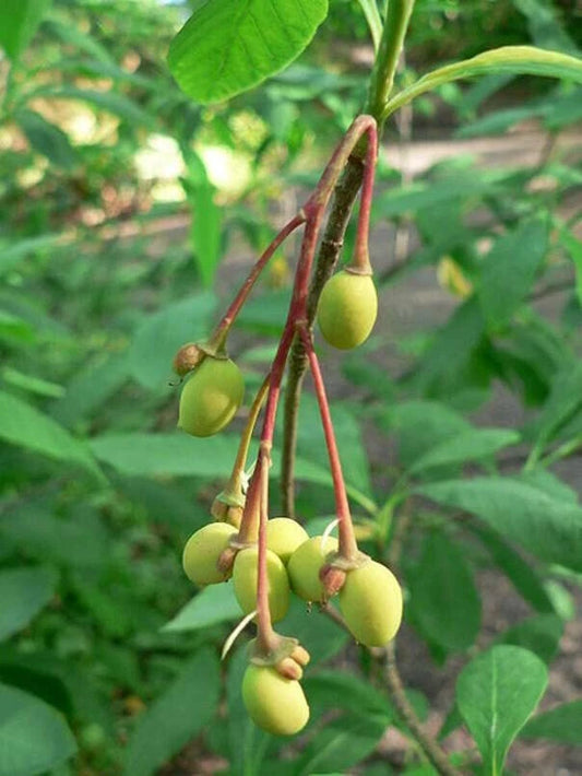Indian Plum Tree Seeds - 30 Seeds for Planting - Oemleria cerasiformis - Native Fruit Tree Seeds