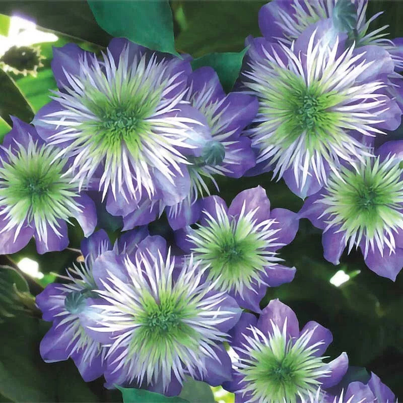 25 Crystal Fountain Clematis Seeds - Climbing Perennial Flower Seeds - Plumeria Bloom - USA Grown
