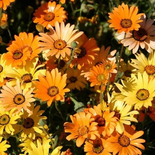 African Dwarf Orange Daisy Seeds - 200 Non-GMO Heirloom Drought Tolerant Seeds for Meadow Planting
