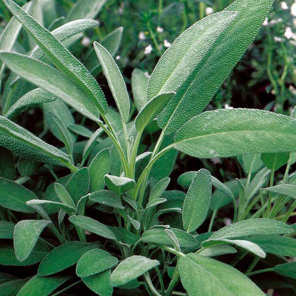 Broadleaf Sage Seeds - 25 to 750 Bulk - Potpourri Aroma Herbs - Salvia Officinalis