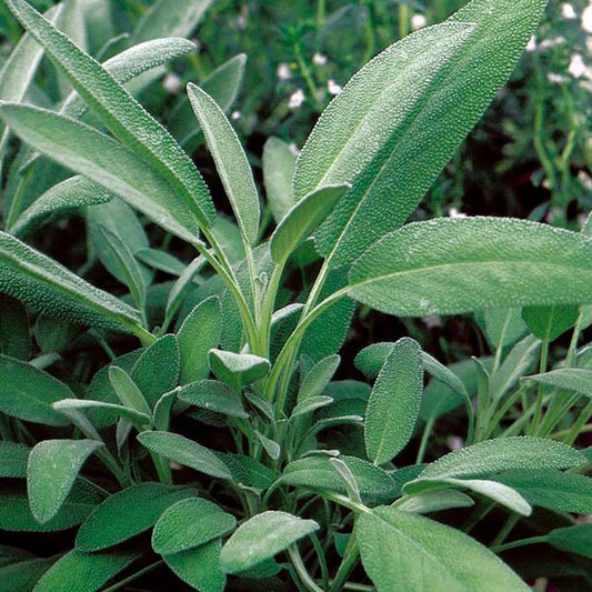 Broadleaf Sage Seeds - 25 to 750 Bulk - Potpourri Aroma Herbs - Salvia Officinalis