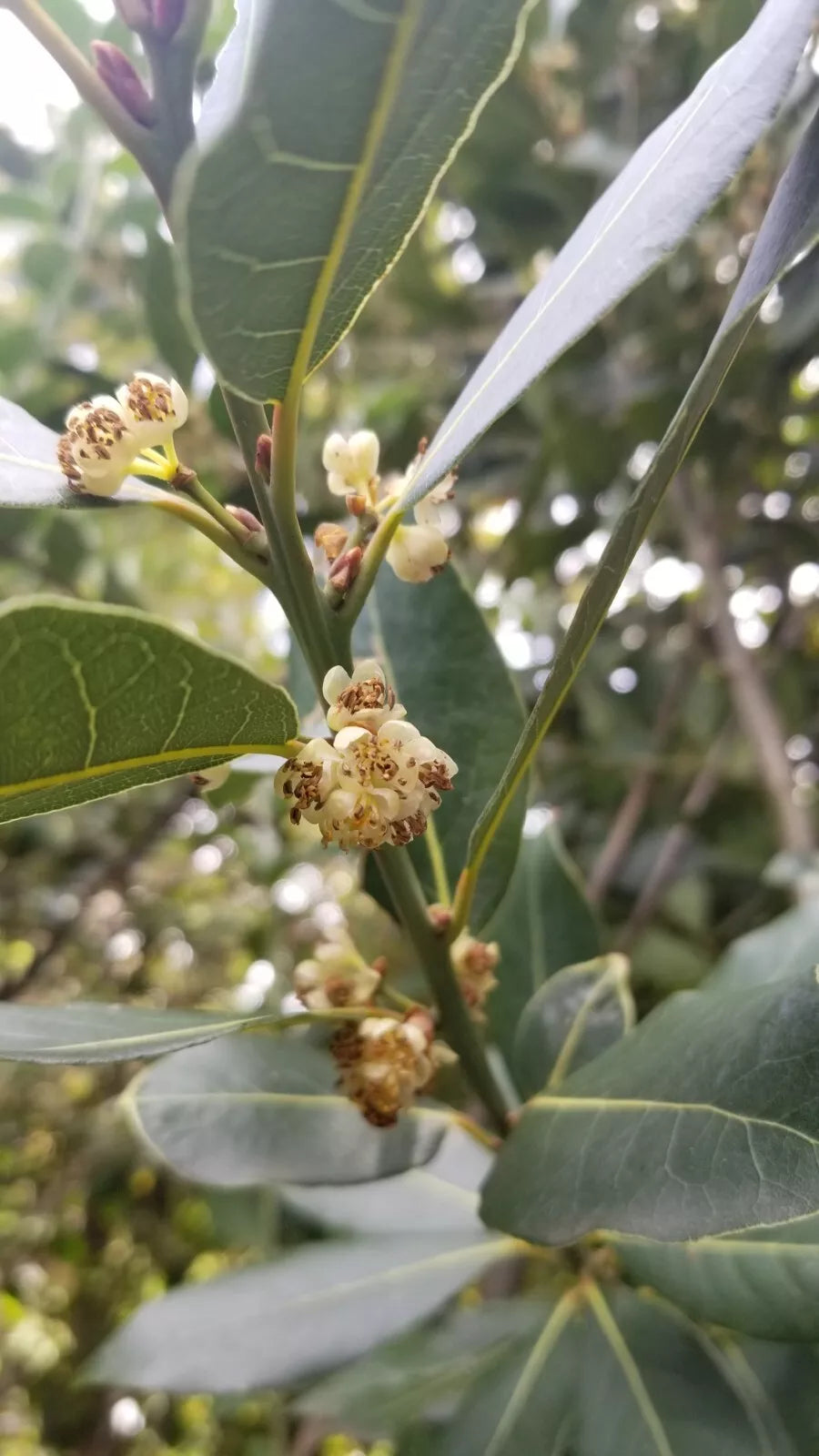 Bay Laurel Tree Cuttings - Ten Stem Cuttings for Propagation - Culinary Bay Leaf (Laurus nobilis)