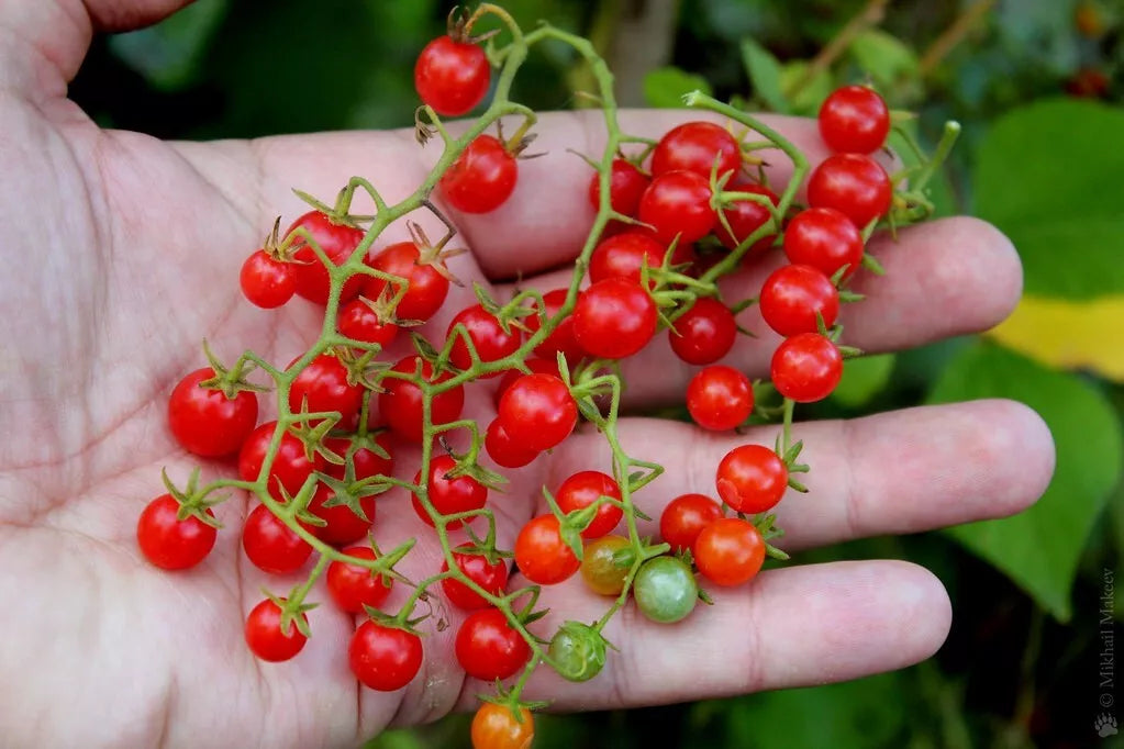 Sweet Pea Currant Tomato Seeds - Tiny Size - Rare Variety - Solanum pimpinellifolium - 120+ Seeds