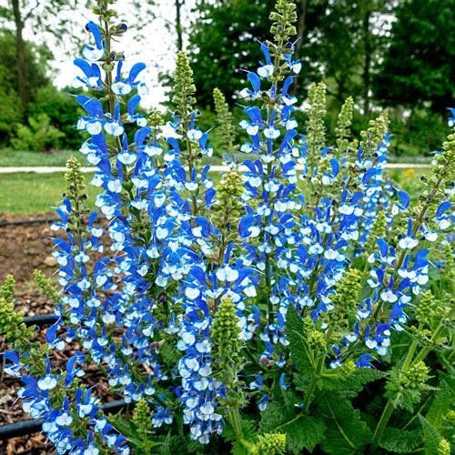 Azure Snow Salvia Seeds - 50 Perennial Flower Seeds for Hummingbirds - Salvia azurea