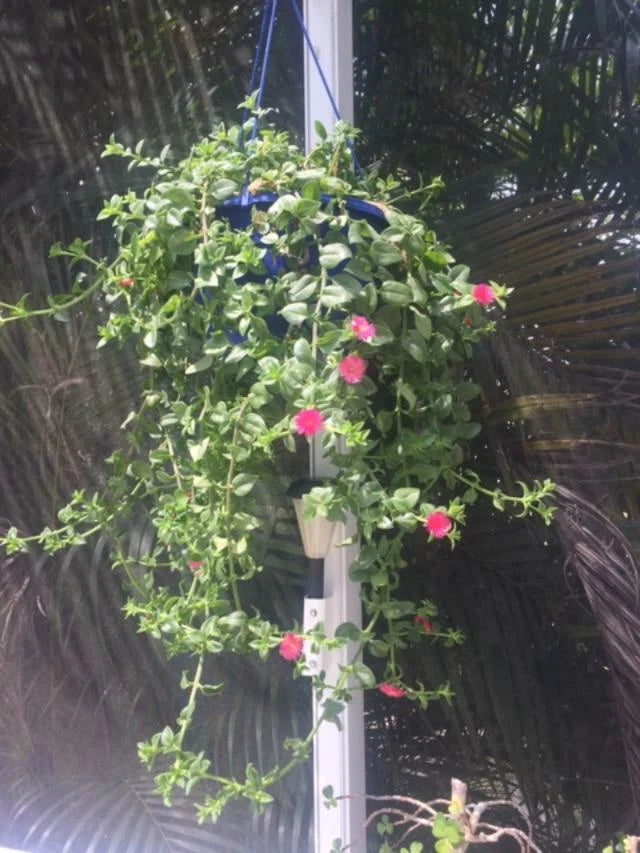 APTENIA Cuttings - 6 Red Apple Ice Plant Baby Sunrose Cuttings + 1 Free Cutting - Aptenia cordifolia