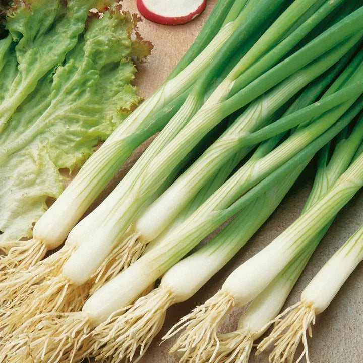 White Lisbon Onion Seeds | Scallion Bunching | Heirloom Variety | Allium fistulosum | Non-GMO