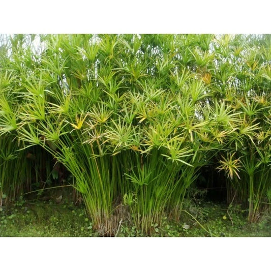 Live Umbrella Palm Plant - Tropical Aquatic Marginal Pond Plant - Cyperus alternifolius