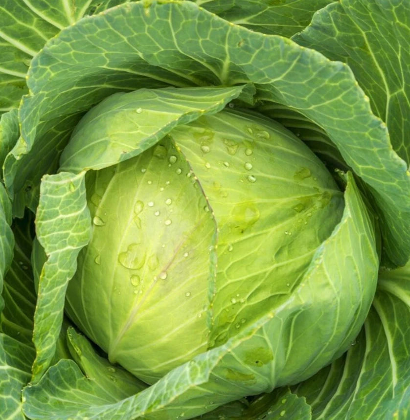 Cabbage Seeds 300+ Golden Acre Variety Culinary Vegetable Brassica oleracea