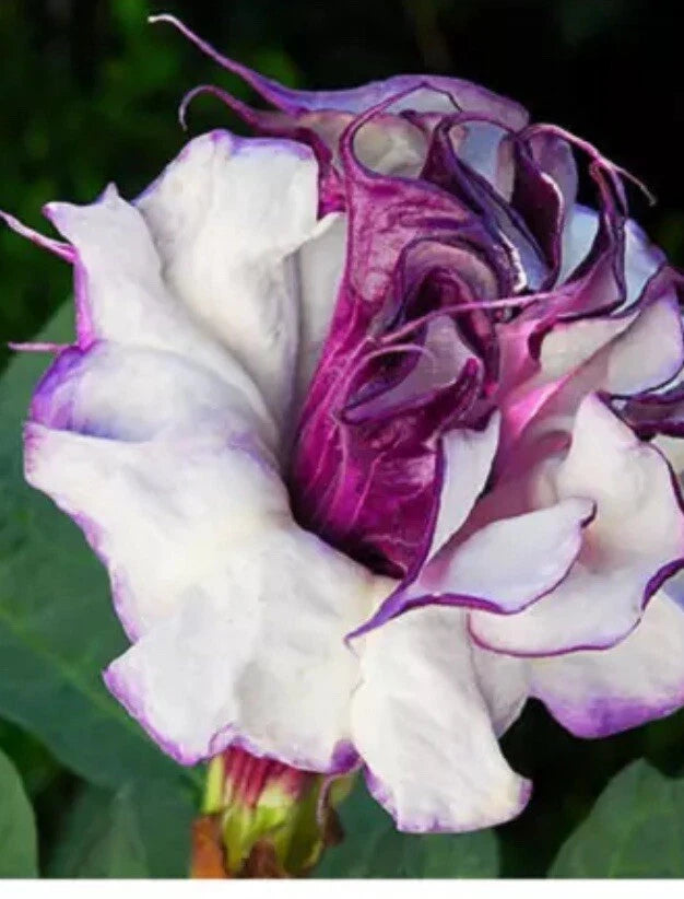 Angel Trumpet Seeds, 50+ Pack, Mixed White and Purple, Datura spp., Fast-Growing, Drought-Resistant Outdoor Plant