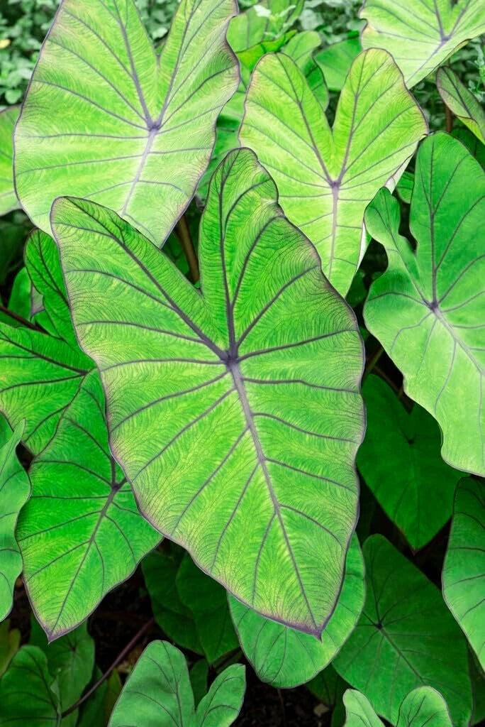 Blue Hawaii Elephant Ear Bulbs - Large Colocasia Esculenta for Planting, Tropical Foliage, Exotic Garden Addition