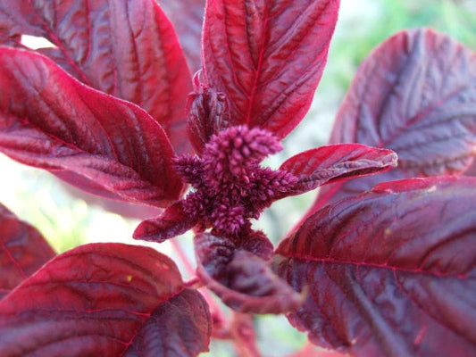 Amaranthus Red Garnet Herb Seeds - 500+ Fresh Seeds for Gardening (Amaranthus cruentus)