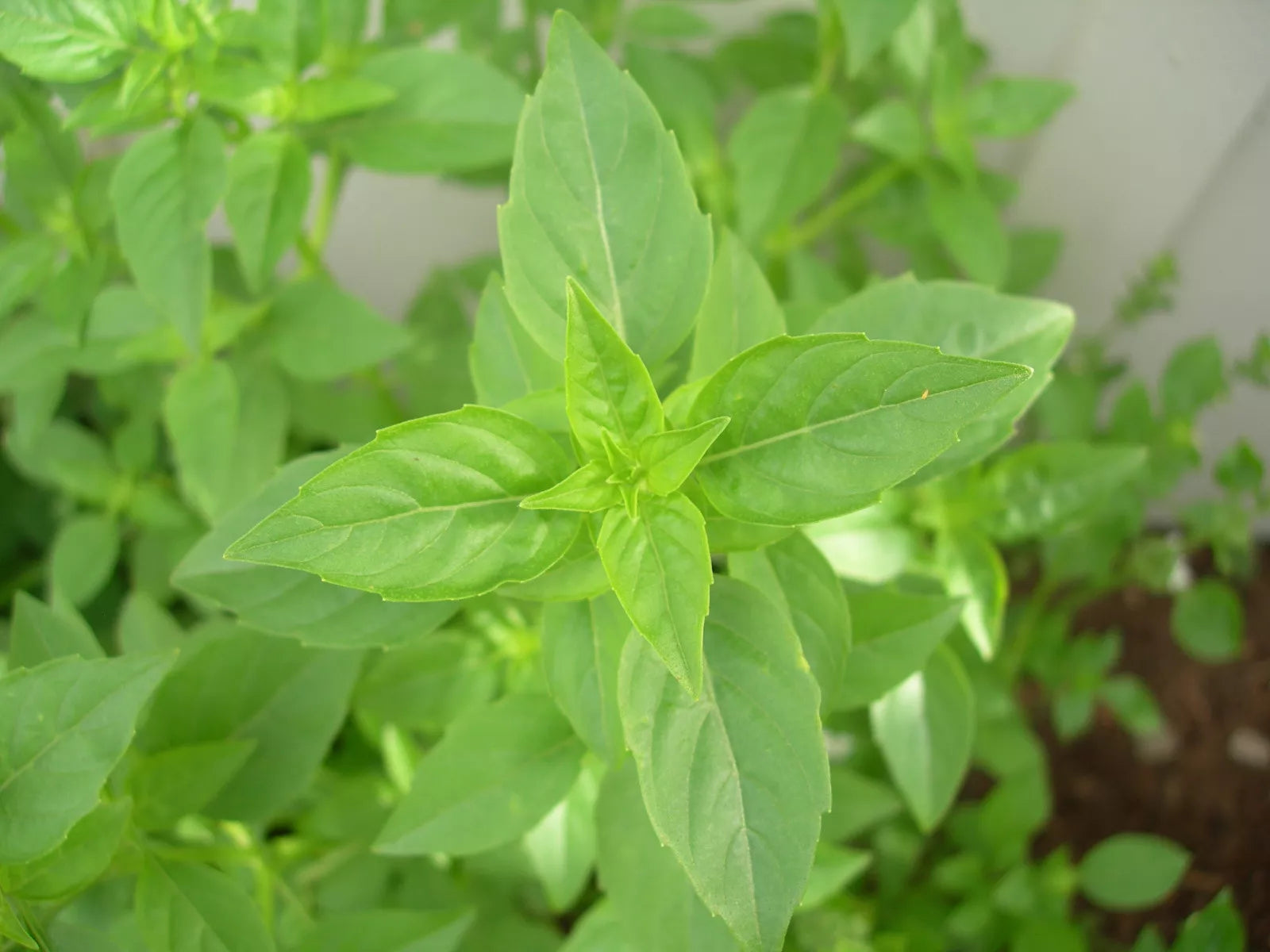 90 Basil Seeds - Rare Lime Scented Herb - Ocimum basilicum 'Lime' - GroCo, Buy 15, Ships Free
