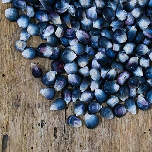 Blue Corn Seeds - 25 Pack - Kathy's Exotic Variety - Zea Mays Everta - Ideal for Growing Blue Popcorn