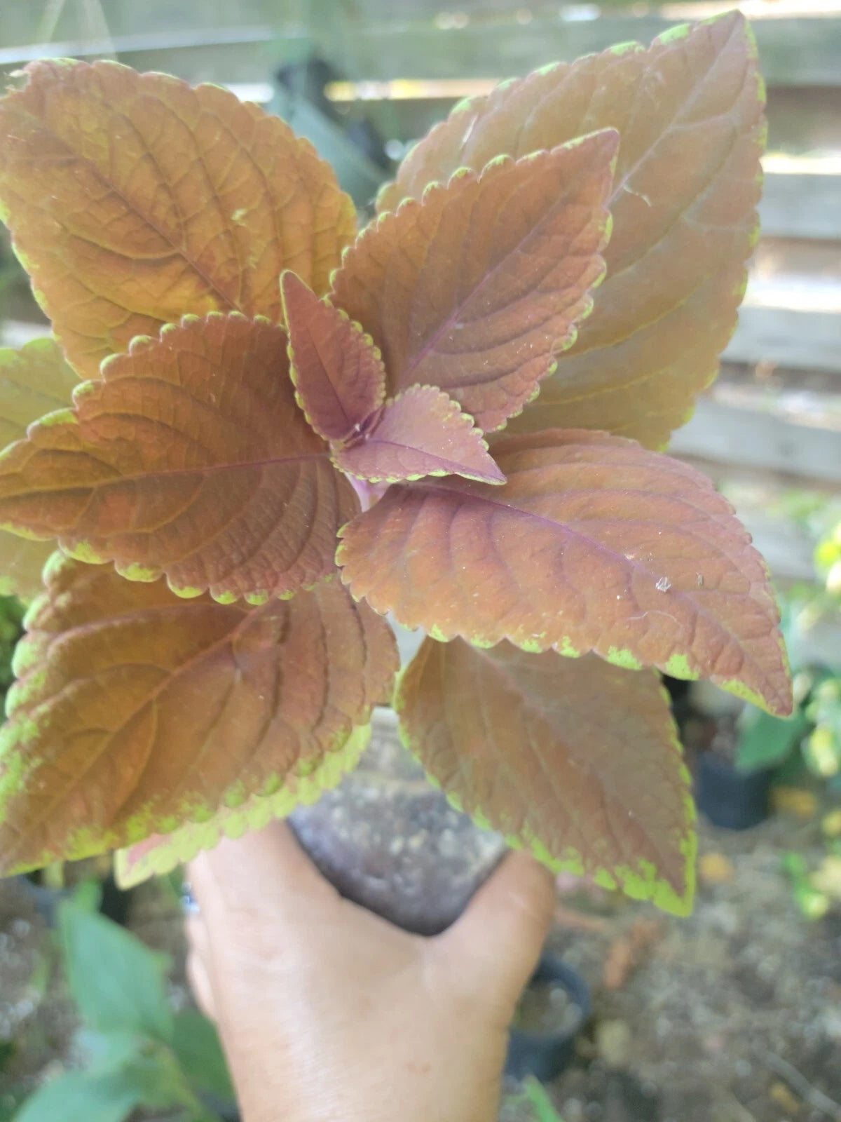 Coleus Plant 5-8 Inches Tall - Campfire Variety - Grown in Organic Peat Moss - Colorful Foliage for Indoor/Outdoor Garden
