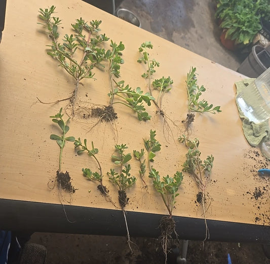 10 Live Purslane Starter Plants - Non-GMO Edible Vegetable - Portulaca oleracea