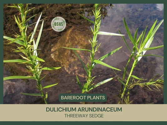 Bare-root Threeway Sedge | Dulichium arundinaceum | Freshly Collected | Native Plant