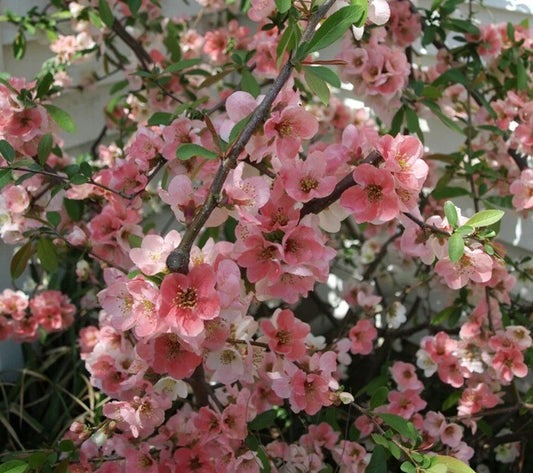Japanese Flowering Quince Live Plant 8-12" Chaenomeles speciosa 'Toyo Nishiki' Bare Root Shrub Zones 5-9