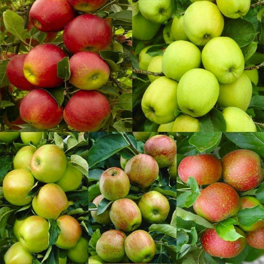 Apple Tree Seeds Variety Pack - Pink Lady, Fuji, Gala, Envy, Honey Crisp, Gold, Red Delicious - Malus domestica