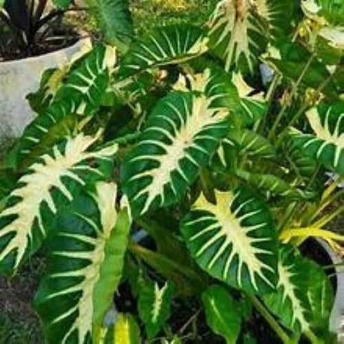 Maui Sunrise Colocasia esculenta - Small Rooted Starter Plant - Royal Hawaiian Elephant Ear