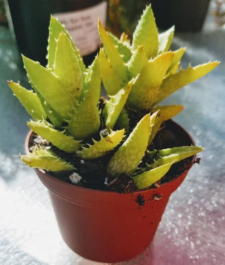 indoor tiger plant Aloe Juvenna 'Tiger Tooth' - 2" Starter Plant Pot