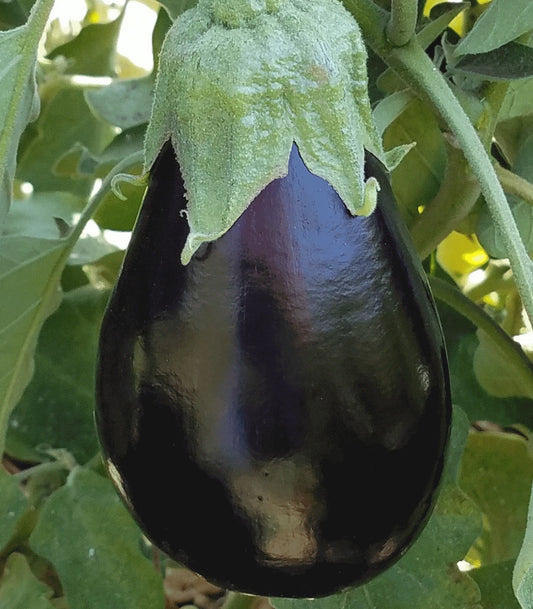 Black Beauty Eggplant Seeds 100+ Pack, Heirloom Vegetable for Garden, Solanum melongena