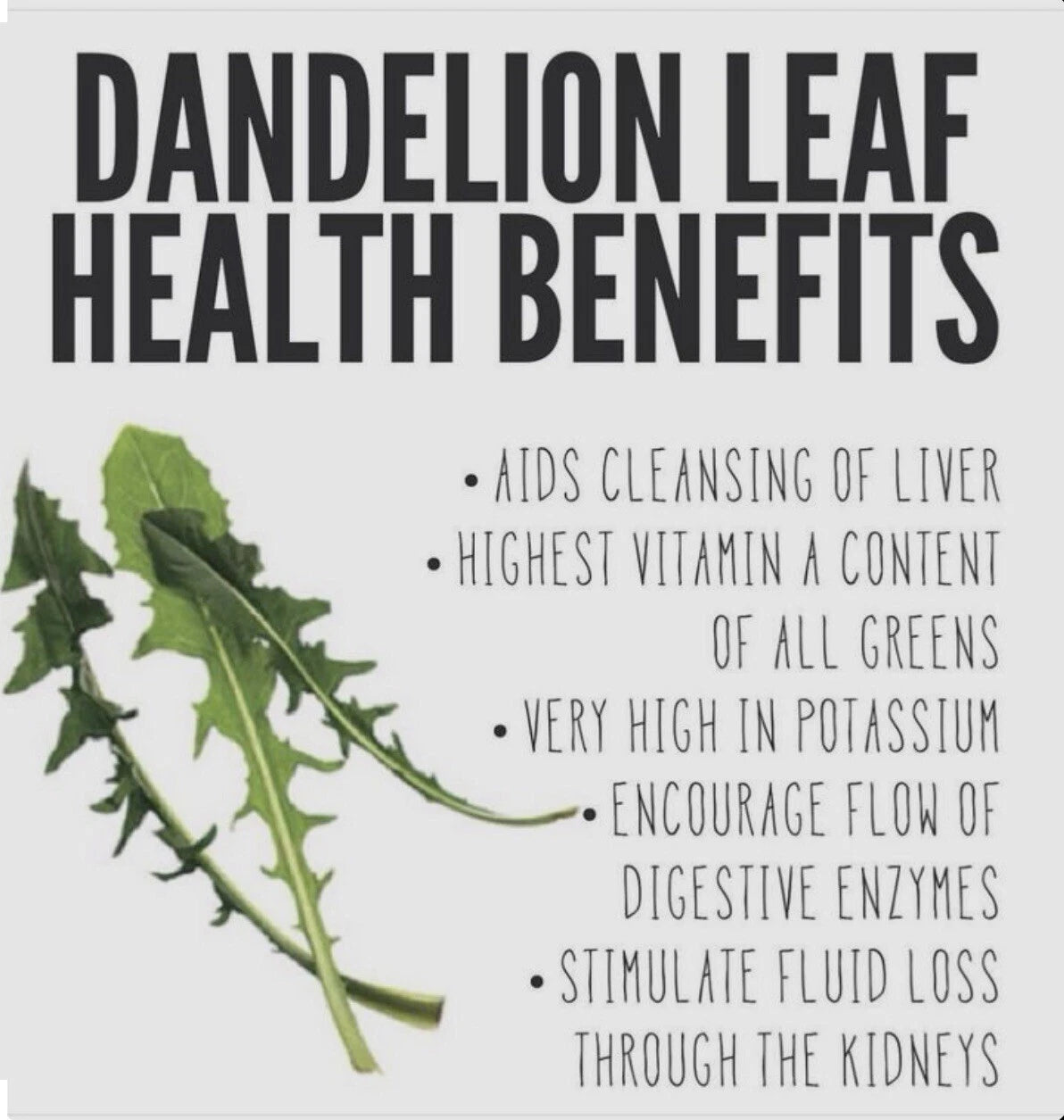 Chicory Seeds 600+ Italian Dandelion Non-GMO Open Pollinated - Cichorium intybus