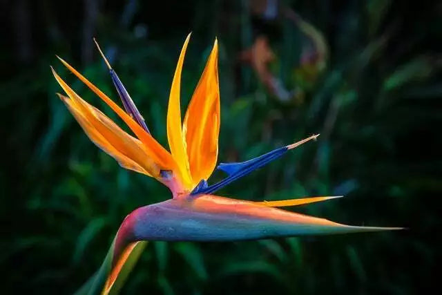 Bird of Paradise Flower Seeds - 5 Seeds - Strelitzia reginae - Exotic Tropical Plant for Gardens and Landscaping