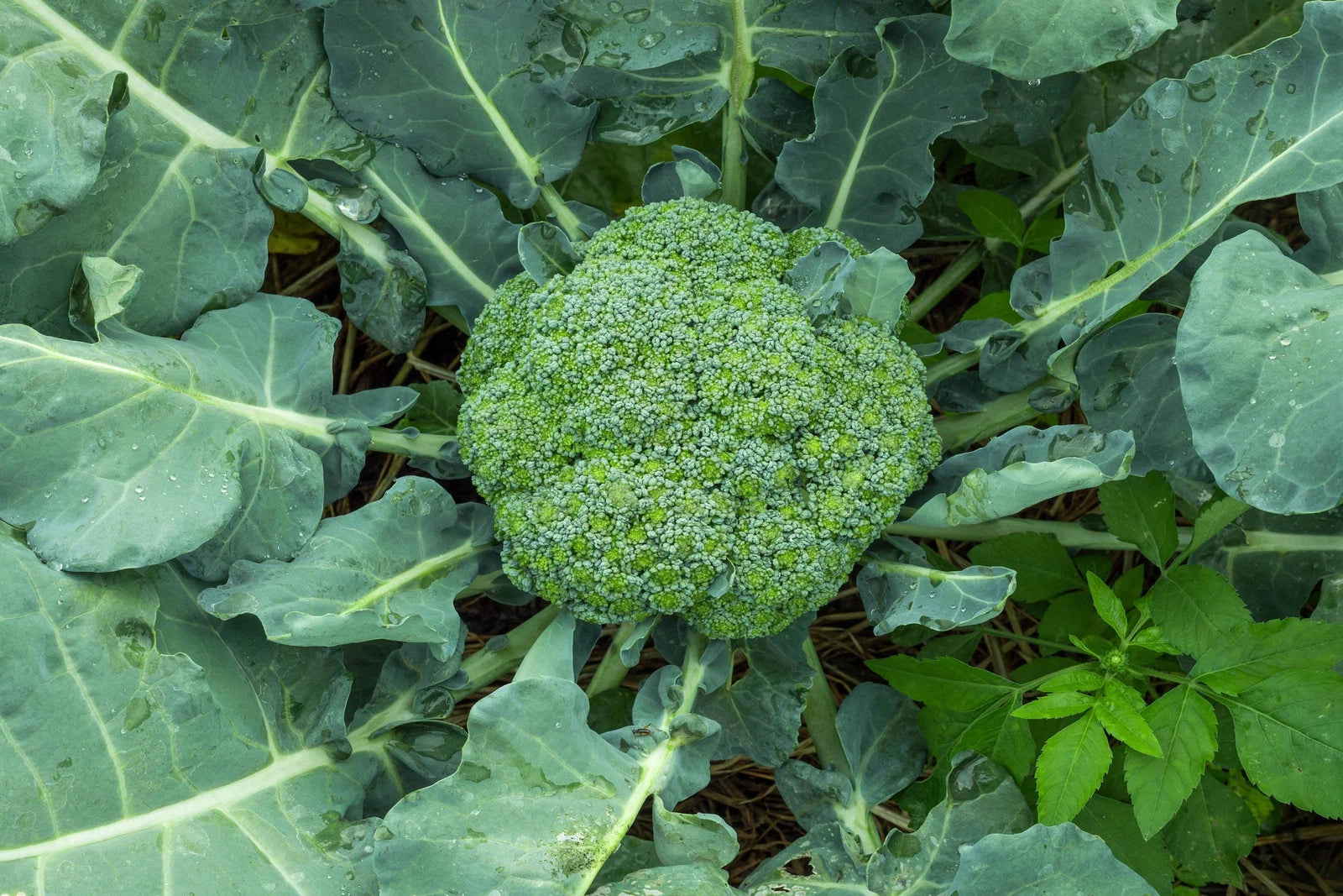 Waltham 29 Broccoli Seeds - Non-GMO Heirloom Variety - Brassica oleracea - Backyard Gardening