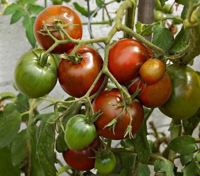 Black Prince Tomato Seeds - 100 Organic USA Seeds - Heirloom Variety, Non-GMO, Perfect for Home Gardening