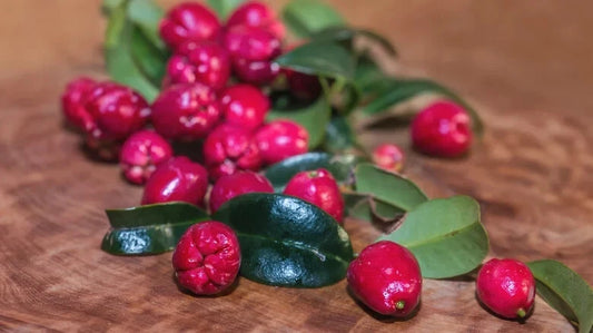 Magenta Cherry Seeds - 10+ Pack for Garden Planting - USA Grown - Prunus cerasus