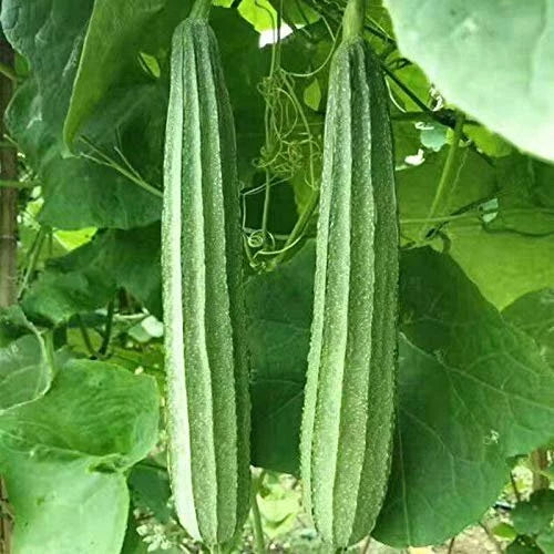 15+ Ridged Sponge Gourd Seeds | Chinese Okra | Angled Luffa Gourd | Big Flesh | Sigua | USA