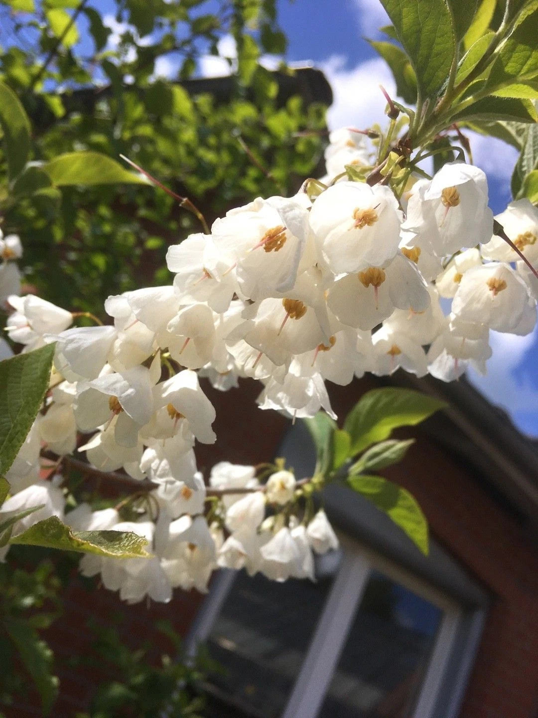 Carolina Silverbell Cuttings 10 Pack Rare Halesia carolina Garden Plant