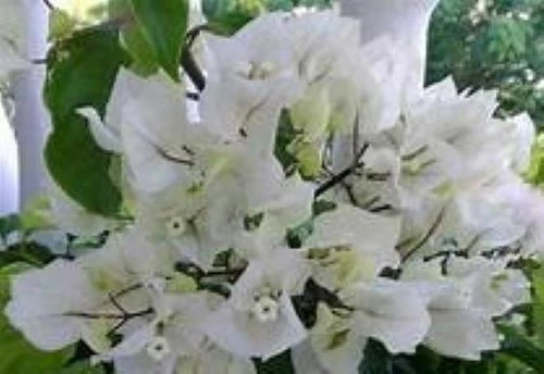 Bougainvillea Starter Plant - Rijnstar White Variety - Well Rooted Plug Plant - Bougainvillea spp.