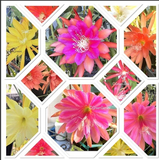 Epiphyllum Cuttings - 5 Assorted Mixed Colors - Orchid Cactus Succulents - Ideal for Indoor Gardening and Plant Enthusiasts