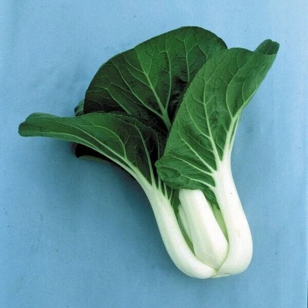 Cabbage Seeds 600+ Pack, Pak Choi White Stem, Heirloom, Non-GMO, Fresh Seed Variety