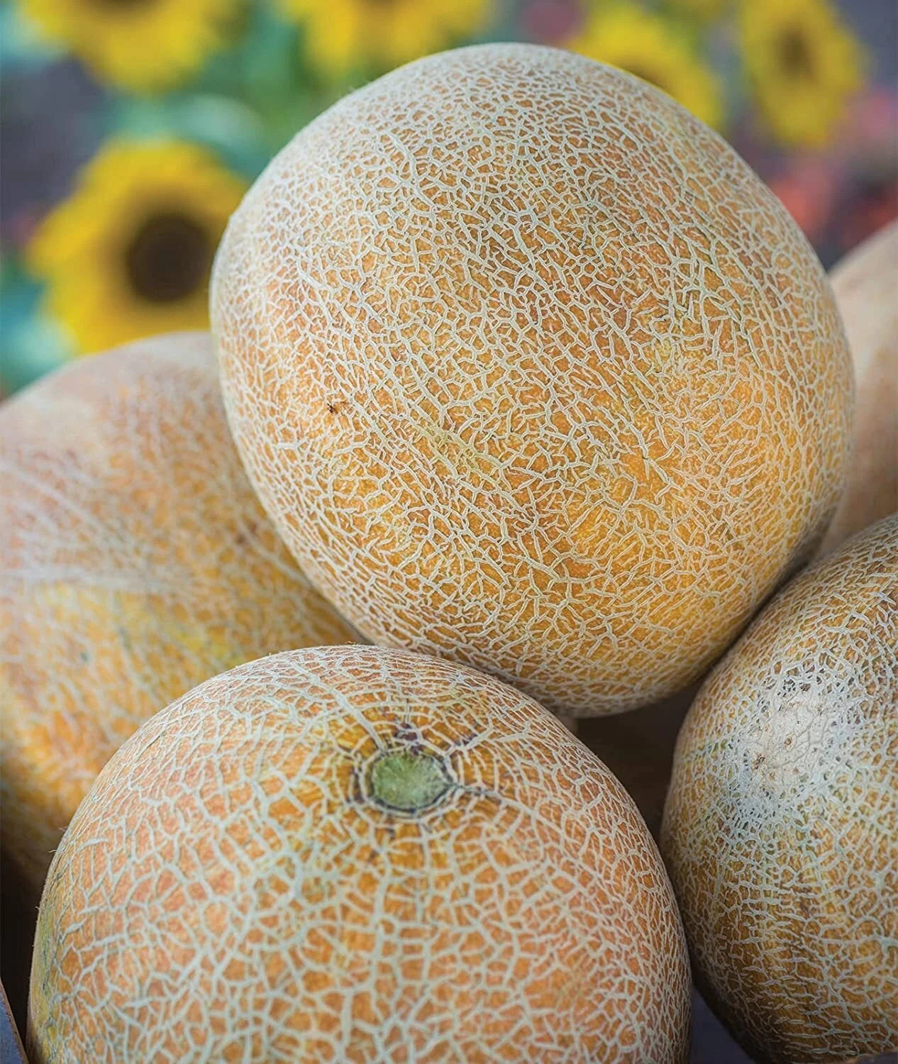 Ambrosia Cantaloupe Melon Seeds (10 Seeds) - Sweet, Juicy Variety for Home Garden - Cucumis melo