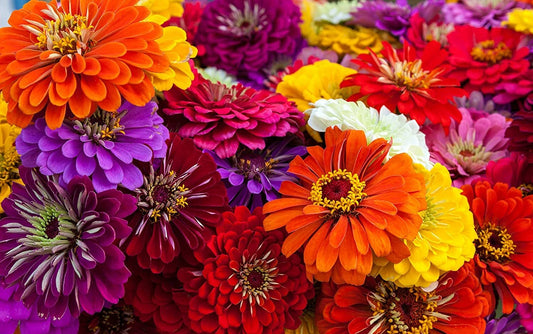 Giant California Zinnia Seeds - 200 Count - Colorful Flower Seeds for Planting - Zinnia elegans