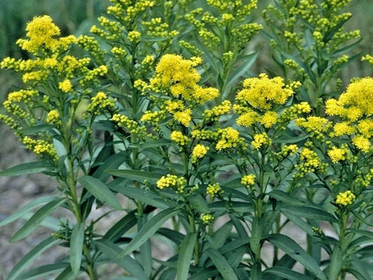 100+ Stiff Goldenrod Seeds - Native Wildflower, Drought Tolerant, Autumn Blooms - Solidago rigida